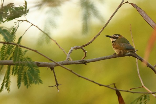Guêpier à gorge blanche (Merops albicollis) 