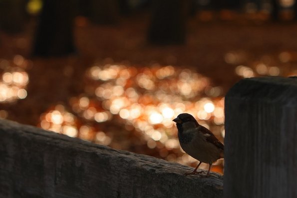 Moineau domestique