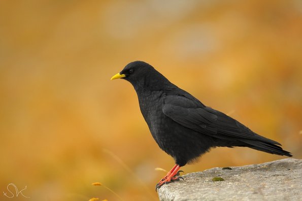 Chocard à bec jaune ( Pyrrhocorax graculus )