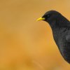 Chocard à bec jaune ( Pyrrhocorax graculus )