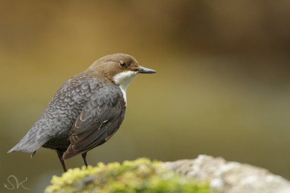 Cincle plongeur (Cinclus cinclus)