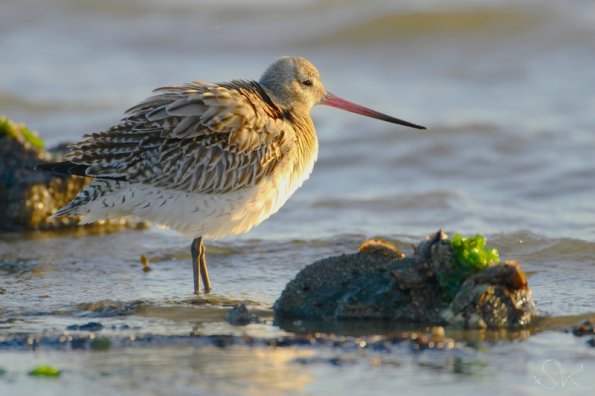 Barge rousse (Limosa lapponica)