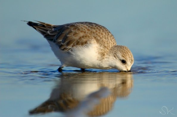  Becasseaux sanderlind (calidris alba)