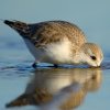  Becasseaux sanderlind (calidris alba)