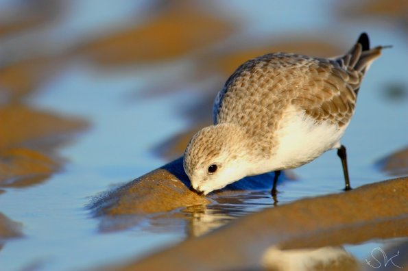 Bécasseau sanderling (calidris alba)