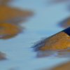 Bécasseau sanderling (calidris alba)
