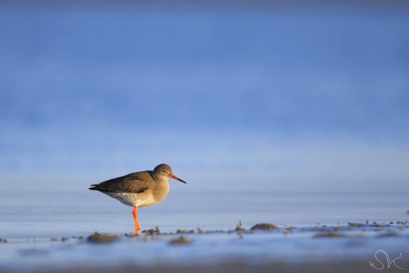 Chevalier gambette (Tringa totanus)