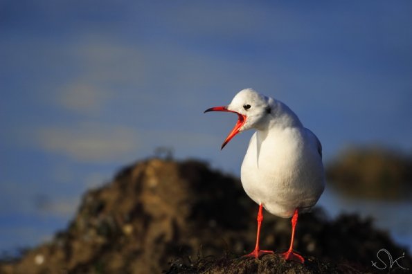 Mouette rieuse (Larus ridibundus)