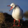 Mouette rieuse (Larus ridibundus)