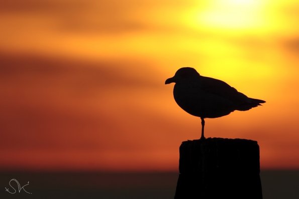 Goeland argenté (Larus argentatus)