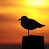 Goeland argenté (Larus argentatus)