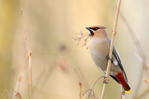 Jaseur boréal (Bombacyllis garrulus)