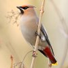 Jaseur boréal (Bombacyllis garrulus)