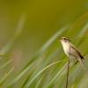 Cisticole des joncs (Cisticola juncidis) 