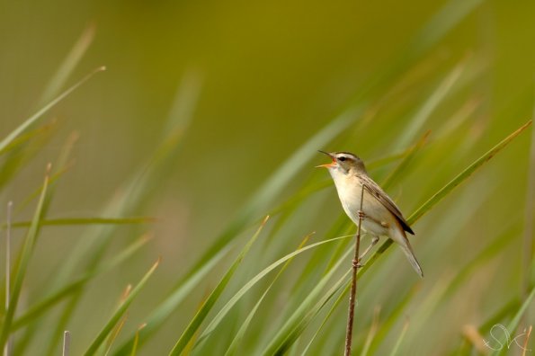 Cisticole des joncs (Cisticola juncidis) 