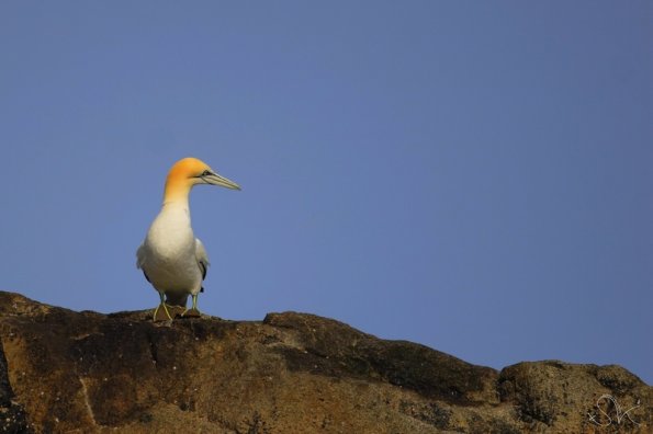 Fou de Bassan (Morus bassanus)