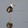 Echasse blanche ( Himantopus himantopus )