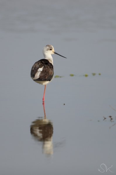 Echasse blanche ( Himantopus himantopus )