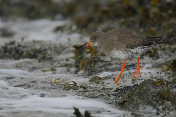 Chevalier Gambette (Tringa totanus)