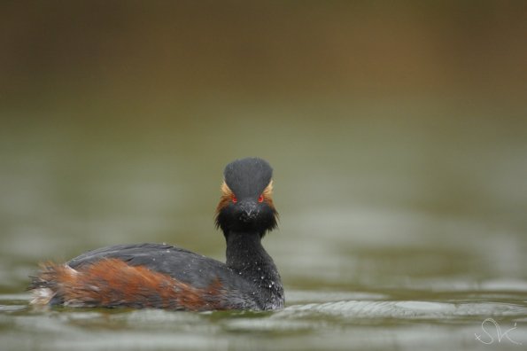 Grebe à cou noir (Podiceps nigricollis)