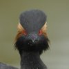 Grebe à cou noir (Podiceps nigricollis)