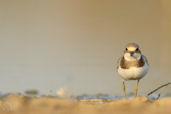 Petit gravelot (Charadrius dubius)