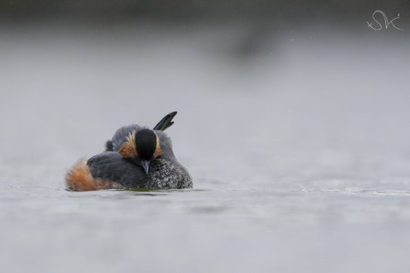 Grebe à cou noir (podiceps nigricollis)