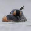 Grebe à cou noir (podiceps nigricollis)