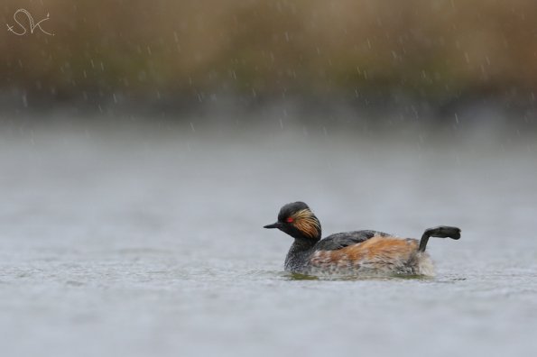 Grebe à cou noir (podiceps nigricollis)