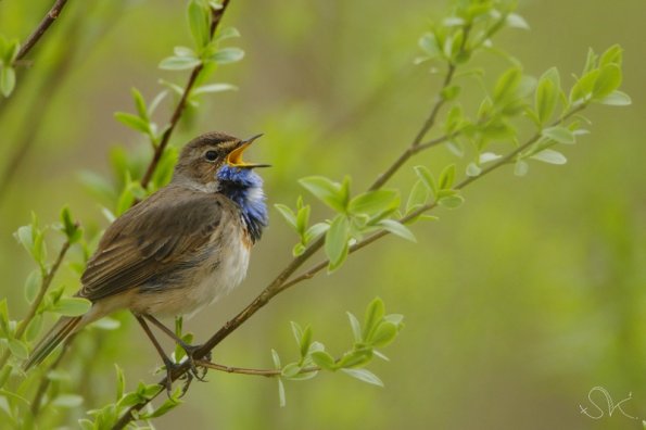 Gorge bleue à miroir (Luscinia svecica)