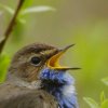 Gorge bleue à miroir (Luscinia svecica)