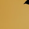 Chocard a bec jaune (Pyrrhocorax graculus)