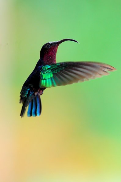  Colibri madère (Eulampis jugularis)