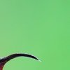  Colibri madère (Eulampis jugularis)