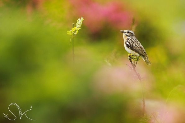 Tarier des prés (Saxicola rubetra)