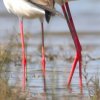 Echasse blanche (Himantopus himantopus)