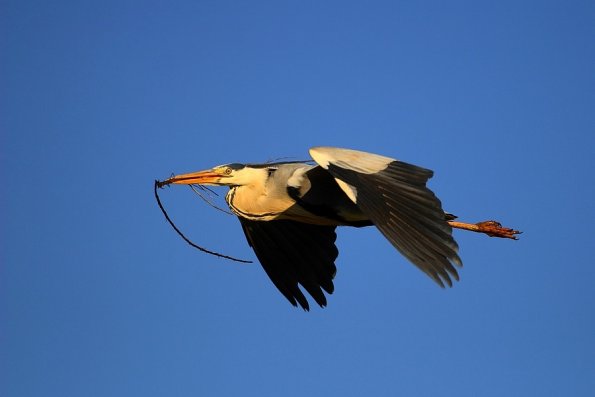 Heron cendre