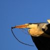 Heron cendre