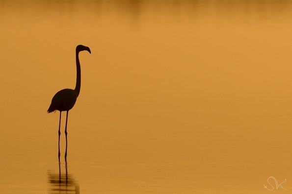  Flamant rose (Phoenicopterus roseus)