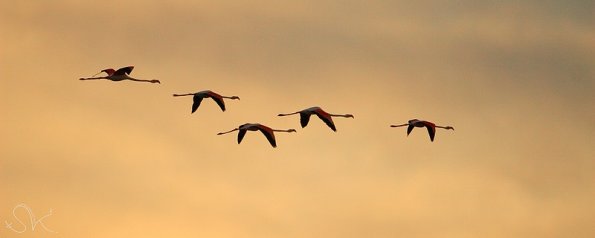 Flamant rose (Phoenicopterus roseus)