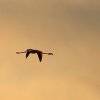 Flamant rose (Phoenicopterus roseus)