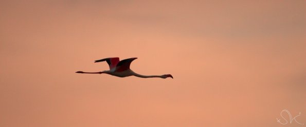 Flamant rose (Phoenicopterus roseus)