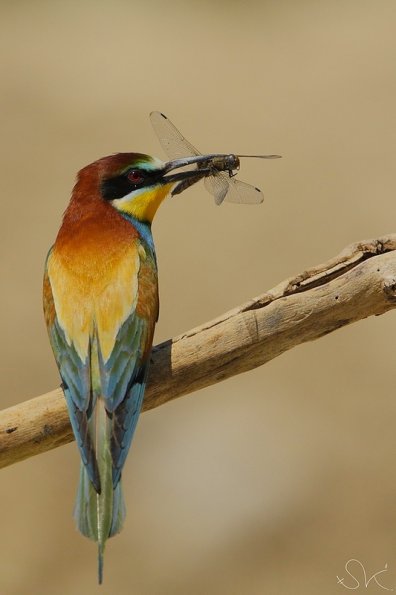 Guêpier d'Europe (Meriops apiaster)