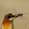 Guêpier d'Europe (Meriops apiaster)