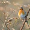 Rougegorge familier (Erithacus rubecula)