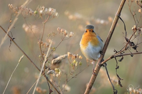 Rougegorge familier (Erithacus rubecula)