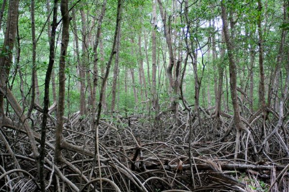 Mangrove, Cabo blanco (Costa-Rica)