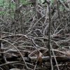 Mangrove, Cabo blanco (Costa-Rica)