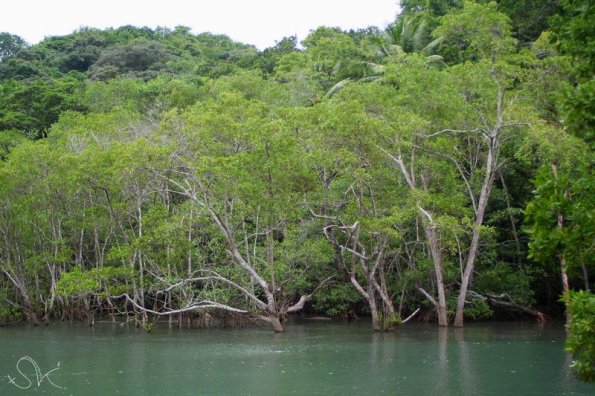 Mangrove, Cabo blanco (Costa-Rica)