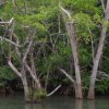 Mangrove, Cabo blanco (Costa-Rica)